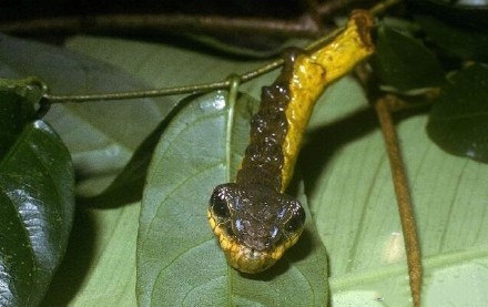 这个技能我服气!影帝级别的毛毛虫,遇到危险秒变毒蛇
