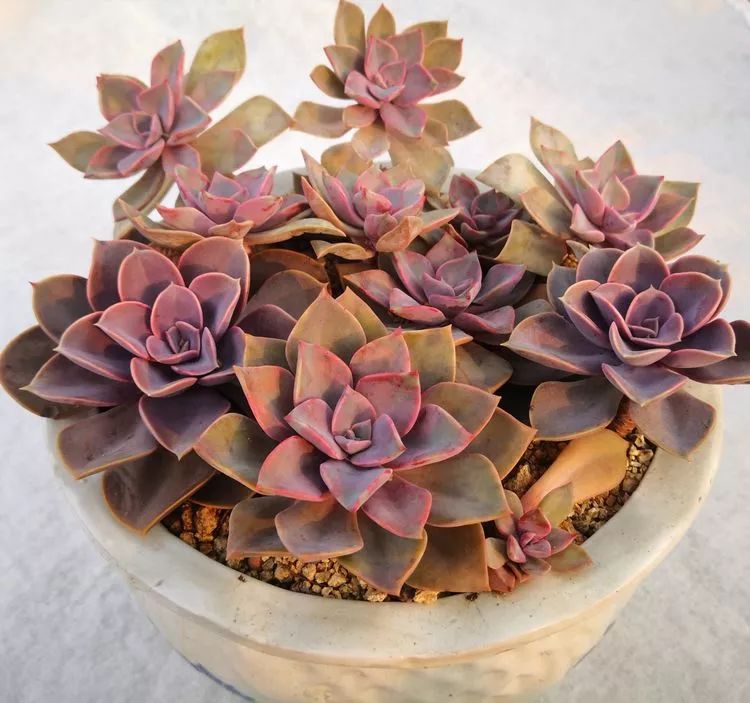 一花一世界多肉园艺,一花一世界一叶一菩提多肉植物