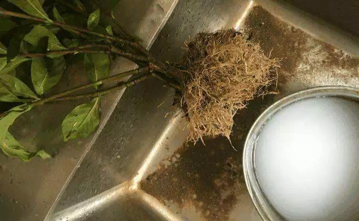 发现植物有烂根如何处理,发现植物有病害什么时候去治