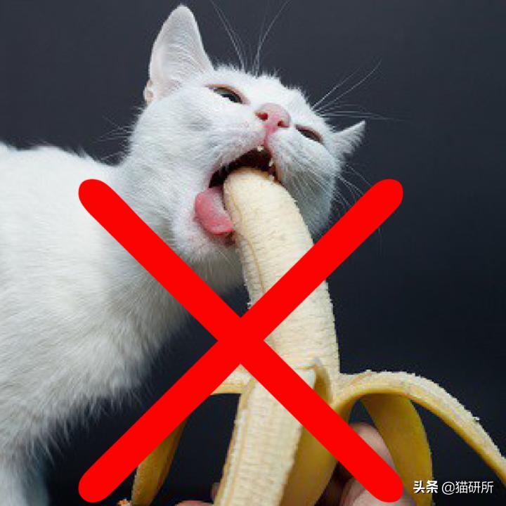 猫为啥爱吃植物,猫爱吃鸡肉还是虾肉