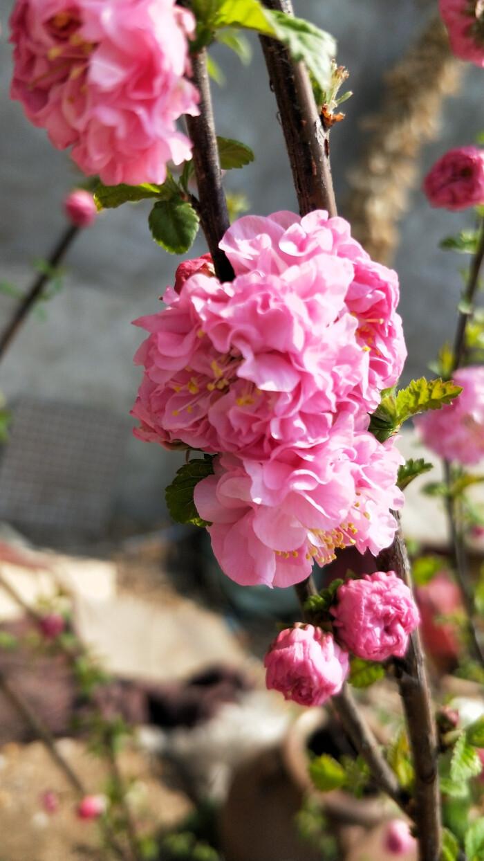 春天开的娇艳的花,春天开的花都有什么迷人的花