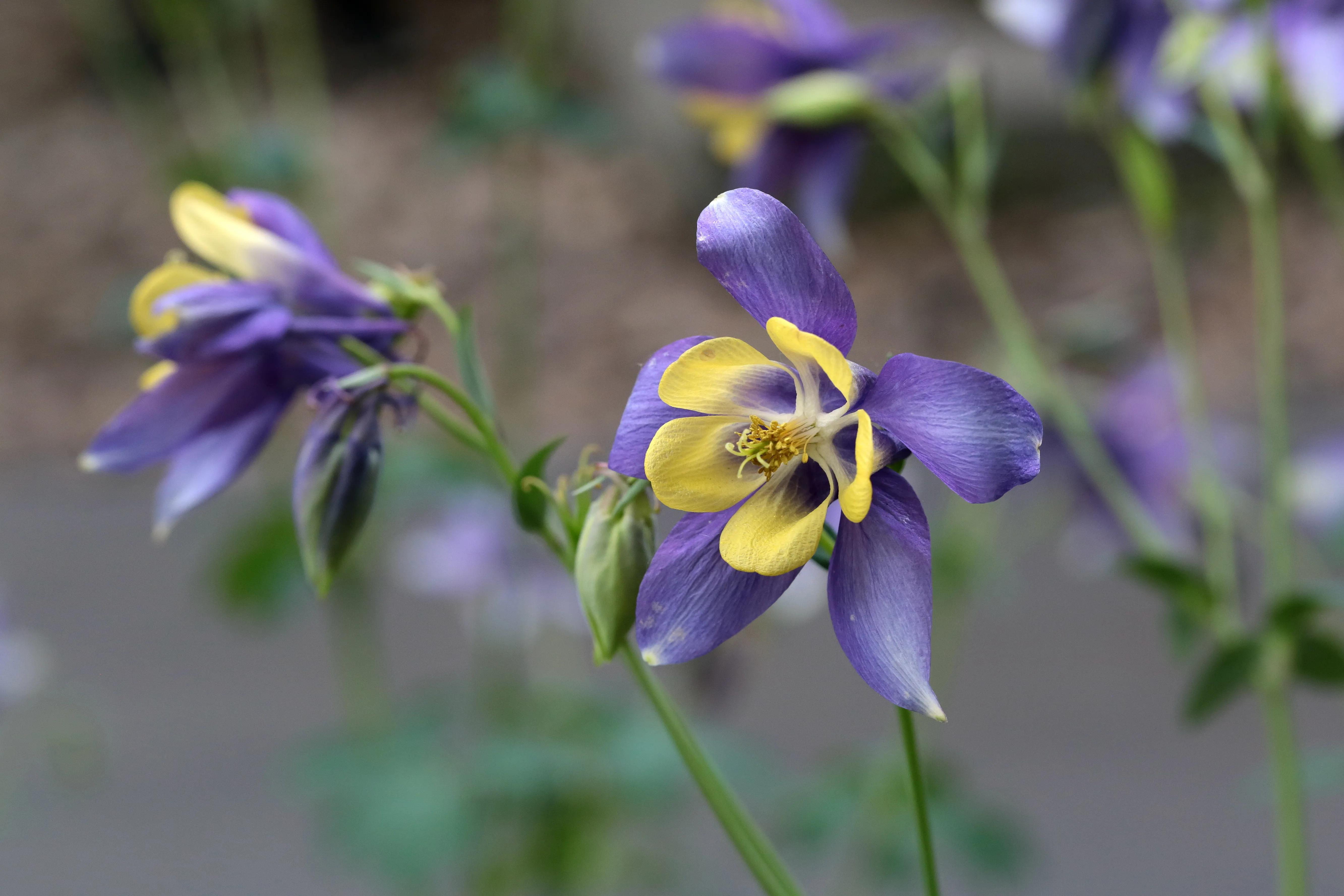 西溪湿地花朝节花草集（2）