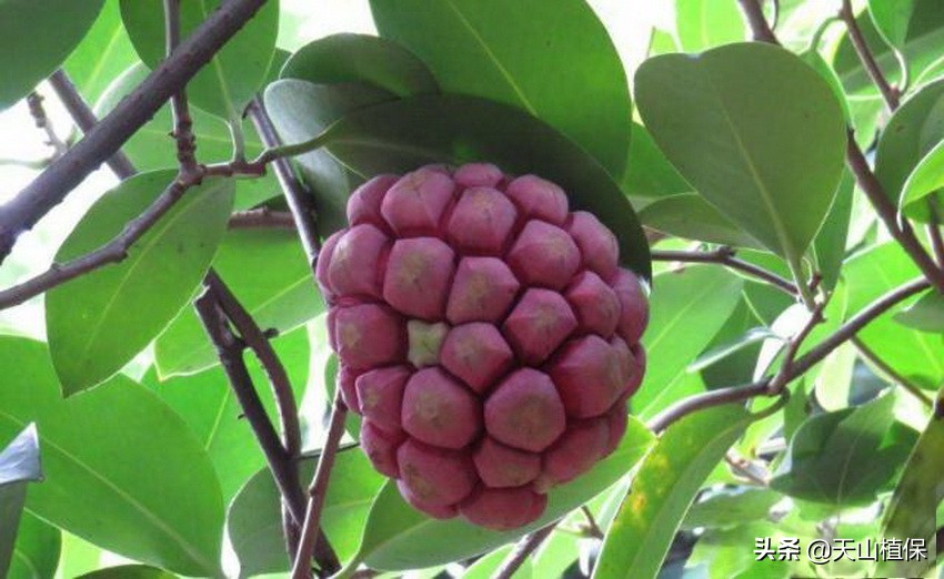 这种植物果实成熟像“足球”，幼果如花营养高，种植起来很简单