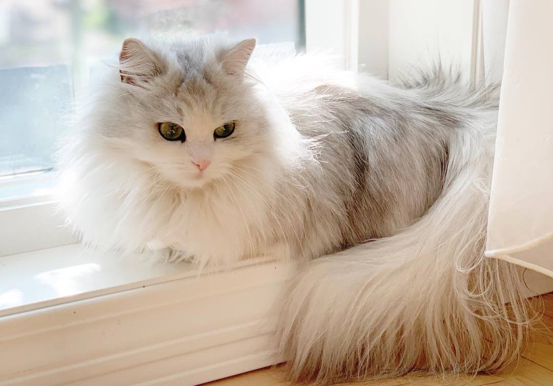 猫咪做完手术后的注意事项,猫咪手术后防止发炎