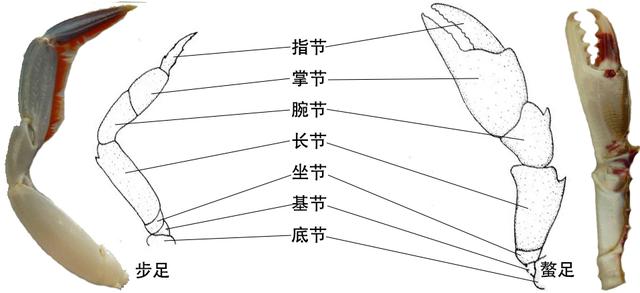 关于螃蟹科普知识,螃蟹科普
