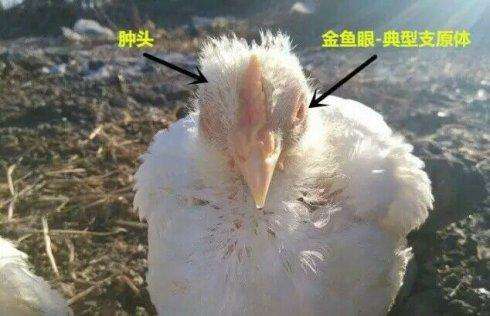 鸡鼻子肿怎么回事,鸡舌肿大怎么治疗