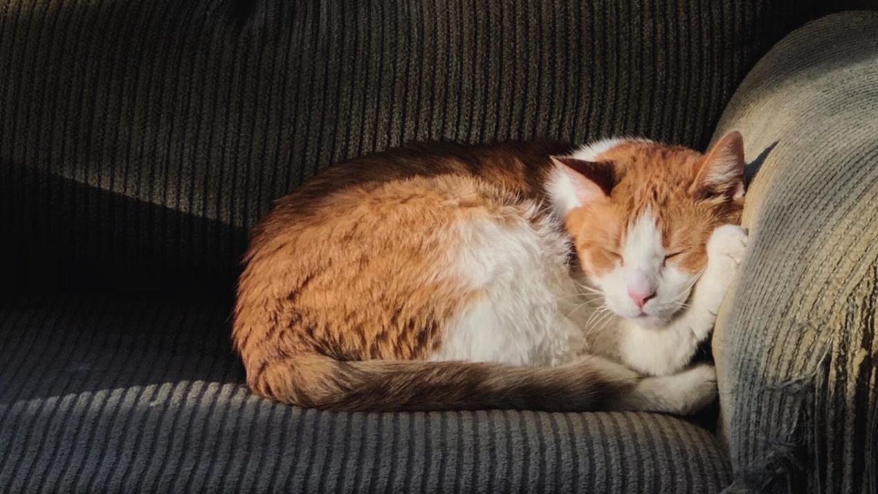 养猫猫毛对人有危害吗,猫毛会进入人的呼吸道吗