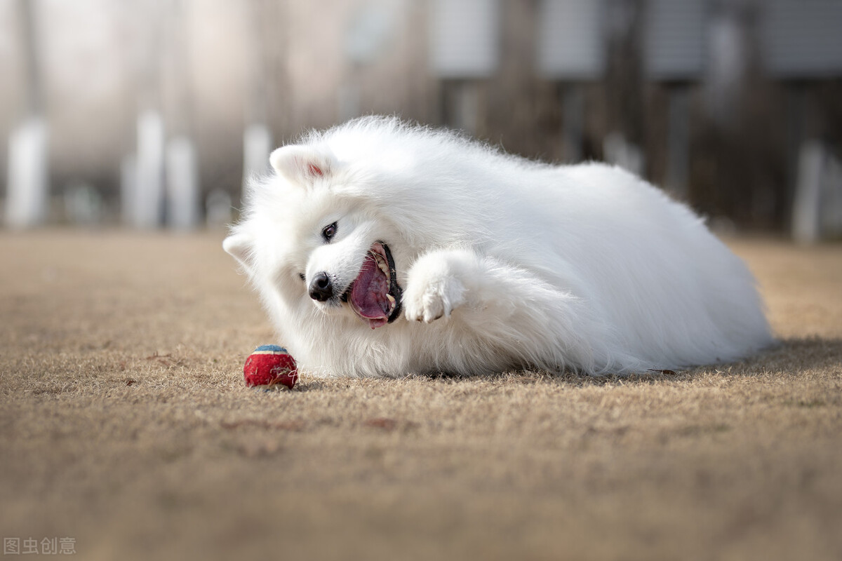 萨摩耶如何挑选喂养以及常见疾病小知识爱它就请花点时间做好功课