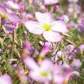 凉山最漂亮的花海,西昌赏花攻略