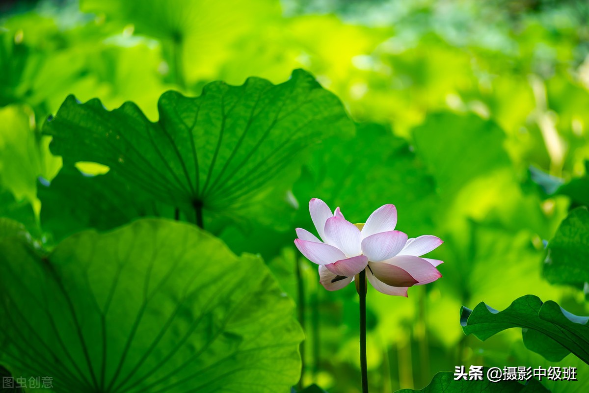 教你拍荷花的4个意境,怎么拍荷花拍照姿势大全