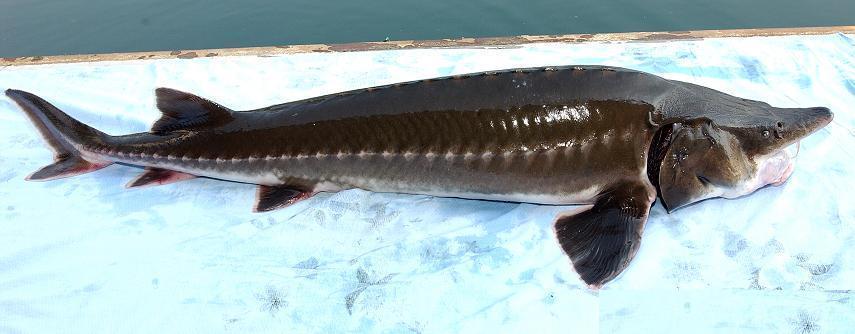 意外捕捞野生达氏鳇,达氏鳇能活多少年