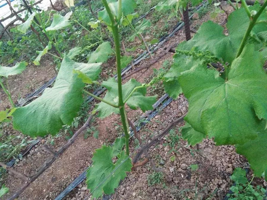 葡萄倒春寒多少度能形成冻害,葡萄叶片边缘失水萎蔫是什么原因