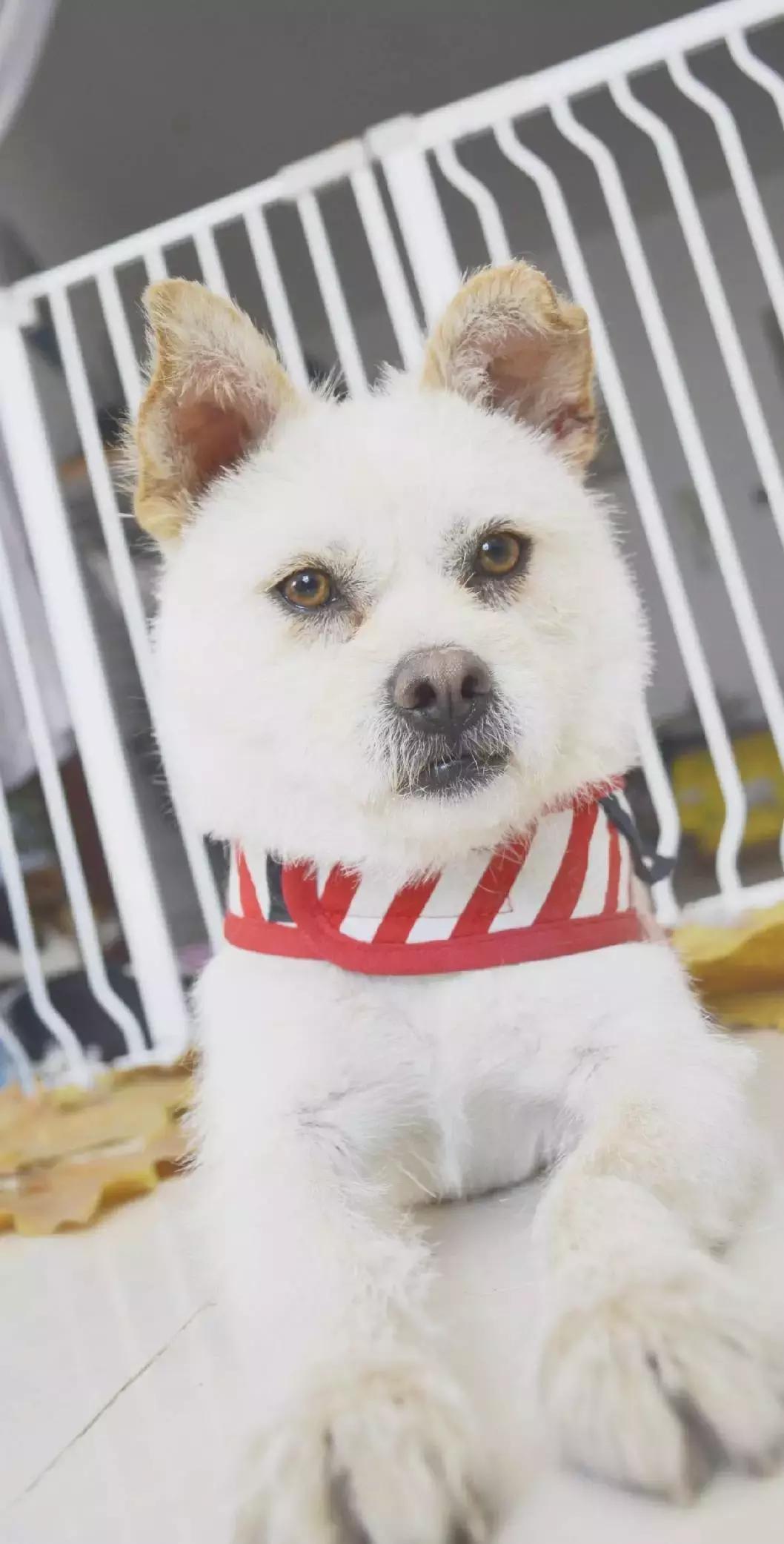 给它们一个家|线上宠物领养日,201903101