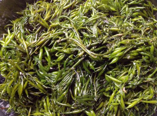 日本海中灵芝产量 (海灵芝为什么这么贵)