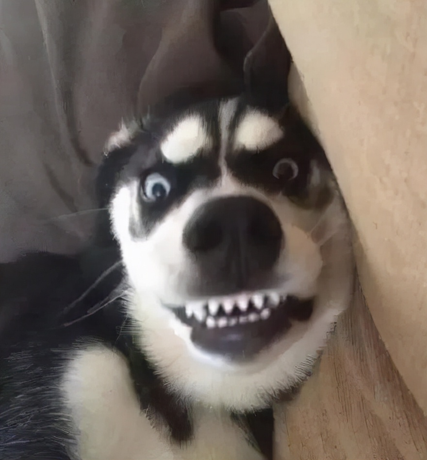 为什么这些狗狗当不了警犬，大型“反间计”现场