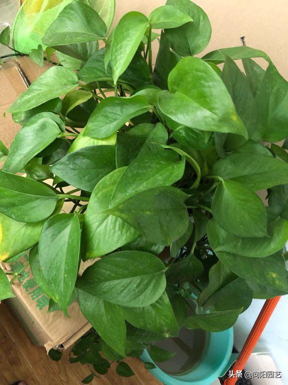 绿萝叶片有黑斑点发黄怎么治,绿萝出现叶子黄应该怎么养护
