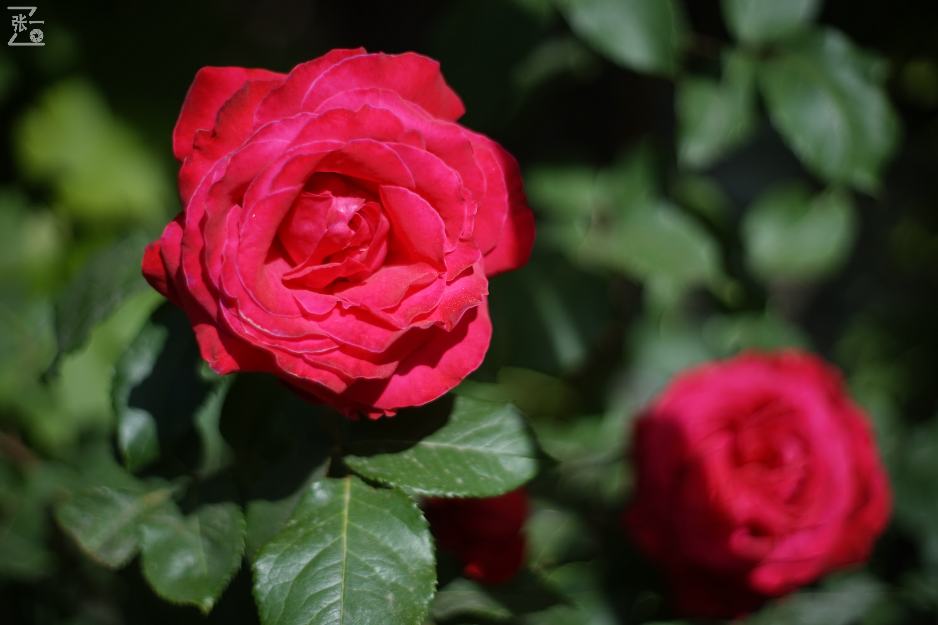 凤凰国产50mm镜头,凤凰索尼e口镜头