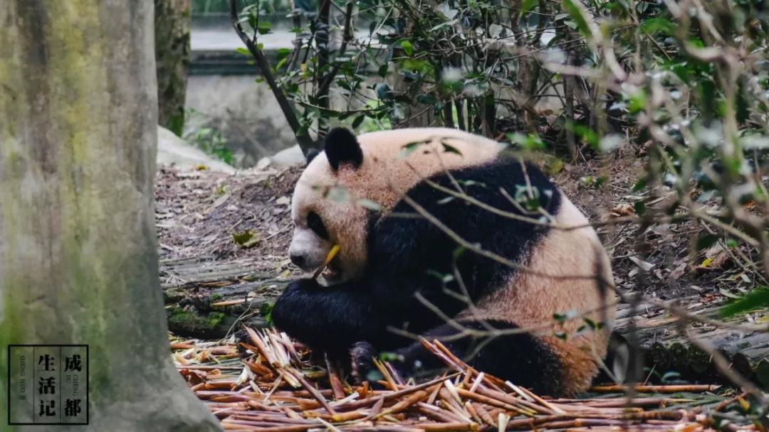 1h刹拢！想看大熊猫就去这3个地方，人少像包场，散养小熊猫