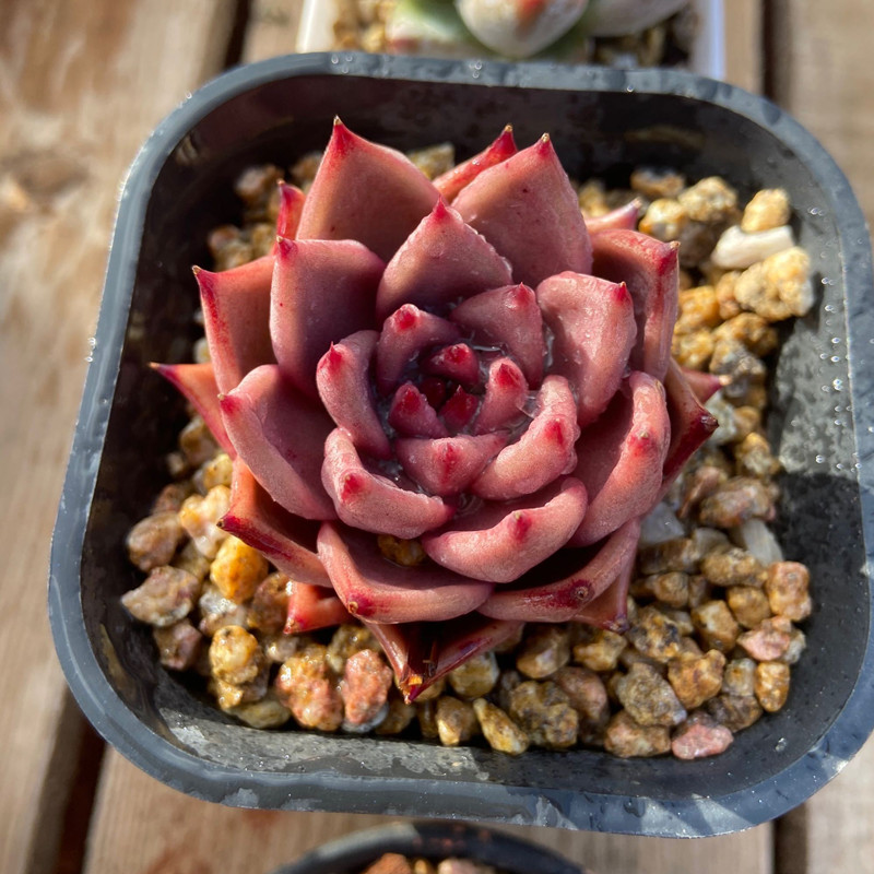 多肉洛神叶片化水怎么回事,白凤多肉闷着了想化水怎么办