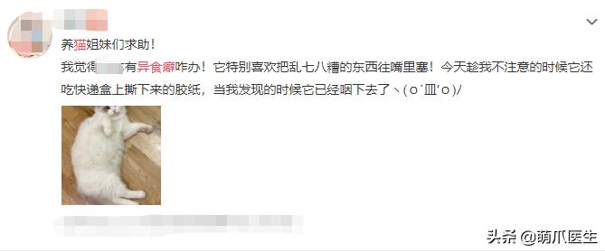 猫咪为什么好奇人类食物,为什么猫咪可以一直吃