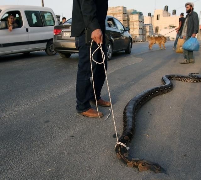 1.6米！男子上厕所*体下**被蟒蛇咬伤蛇群异常行为，暗示了什么？