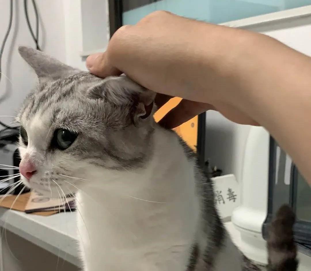 “我居然从猫屁股拽出了一根针！太可怕了！”