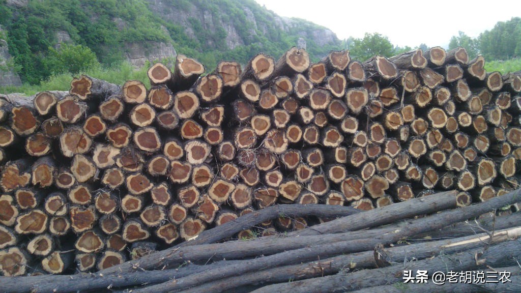 香椿木作为辟邪木放在什么地方好,香椿木辟邪木价格