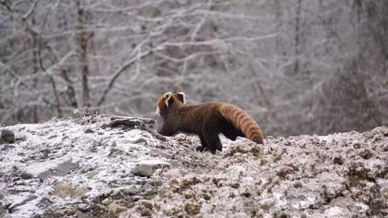 循着雪的方向，喇叭河颜值不输北欧，耍法多到让人尖叫