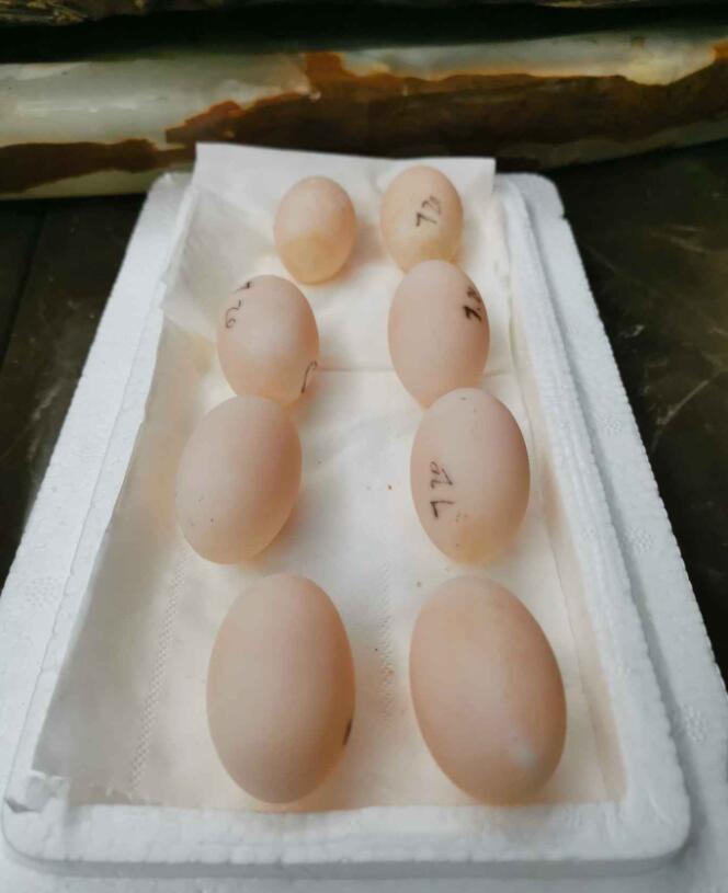 龟粮发霉了还能吃吗,龟蛋有霉点怎么办