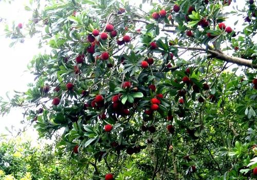 梅雨季摘杨梅,又到了吃杨梅的季节摘杨梅