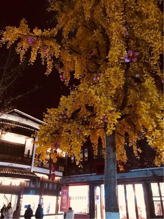 南京秋天旅行攻略,来南京体验秋天浪漫