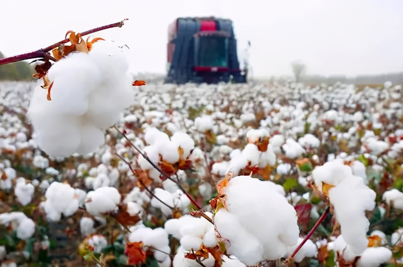 *疆新**有最好的棉花还有惊艳的美食