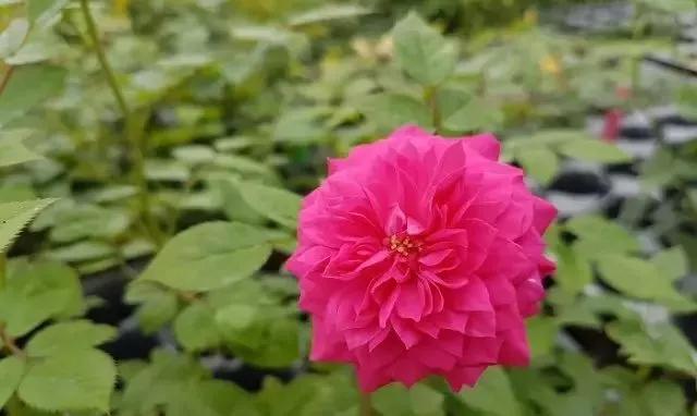 每天学习一点点各种花代表的花语,每天学习一朵花知识