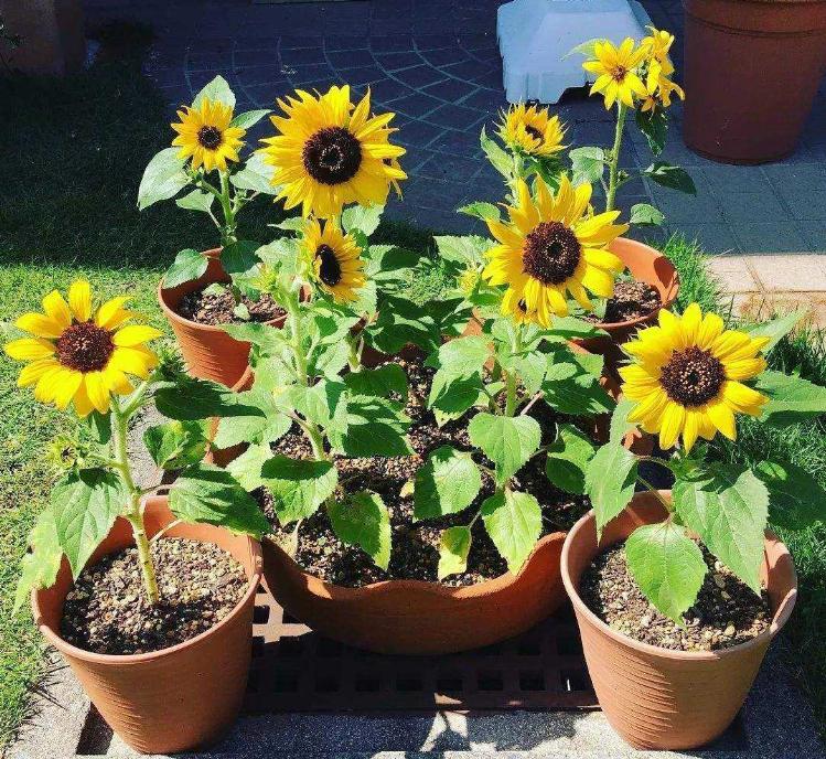 盆栽向日葵长多高时开花,怎么让向日葵长得比较矮就开花