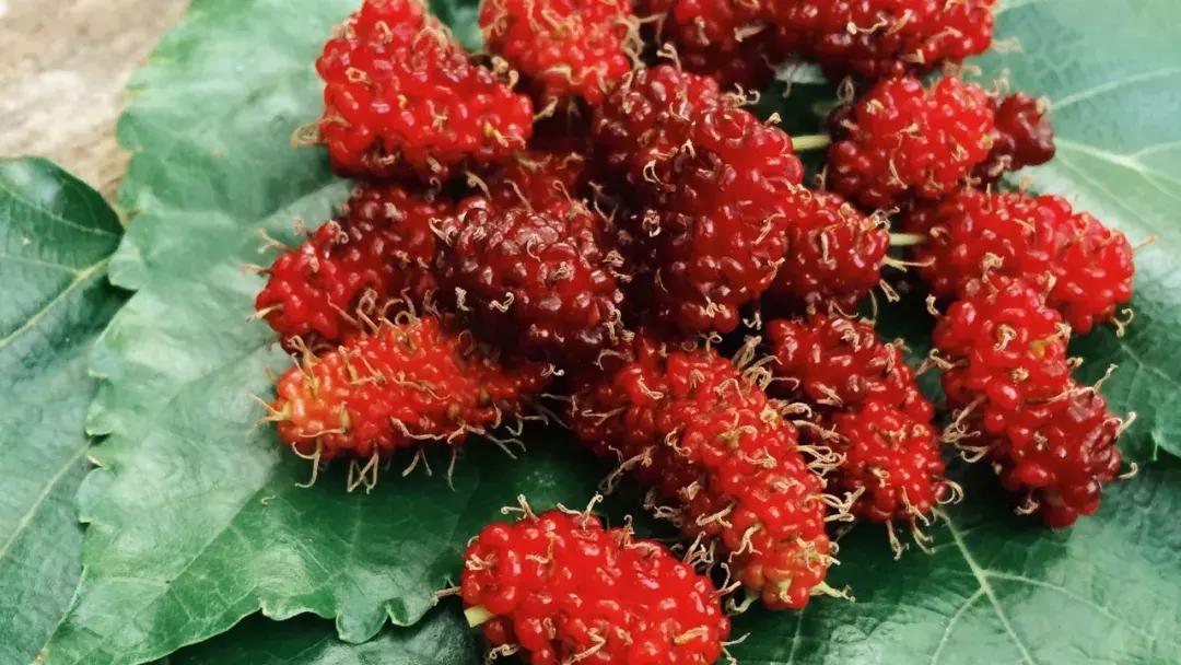 成都出发不到1h！3000多亩樱桃桑泡er随你摘，吃不饱算我输！