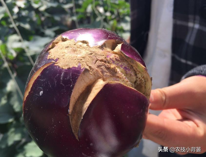 钙肥用了可不少，为啥作物补钙效果差？果实为啥还会裂口和烂果？