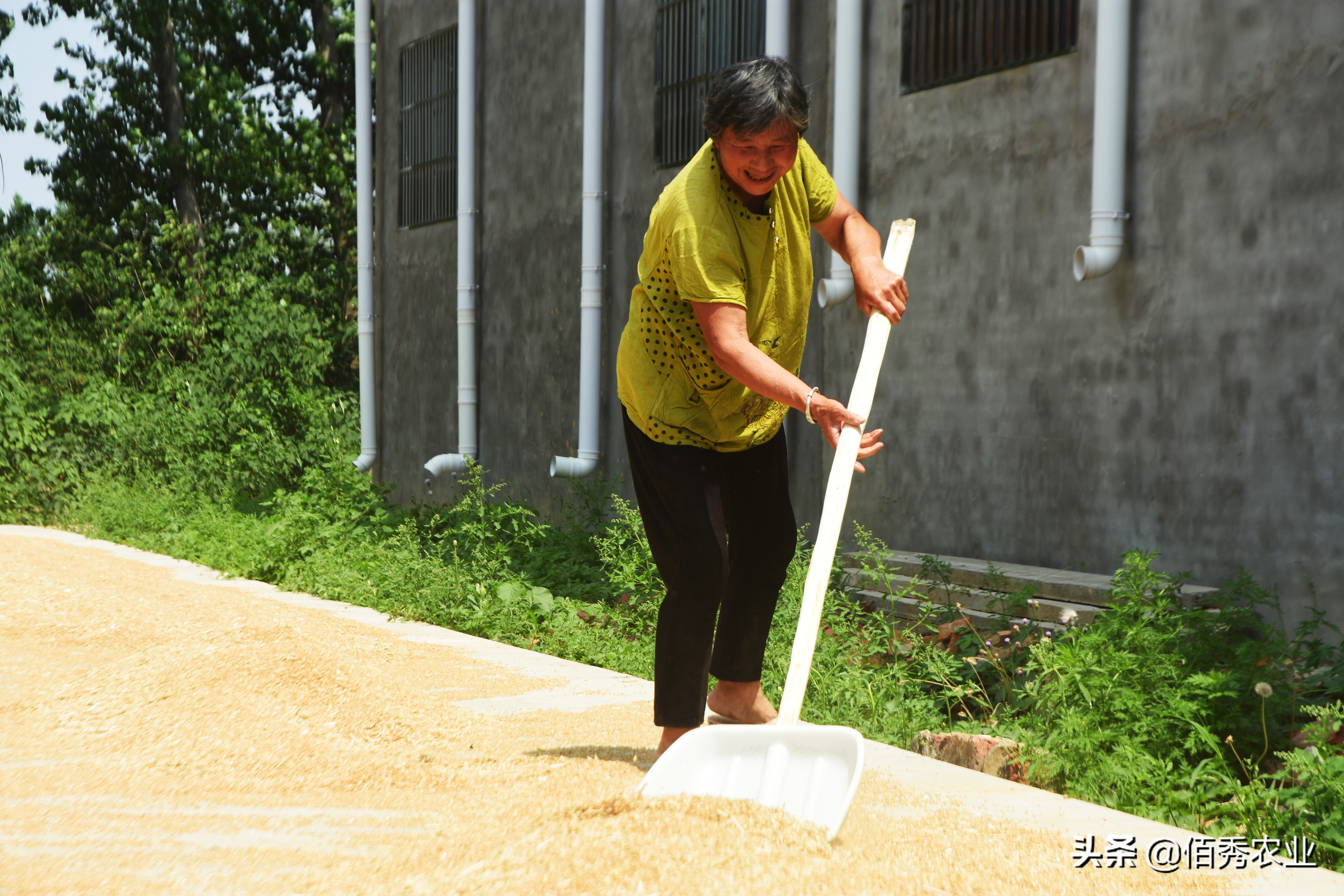 大块地小麦病虫害管理,小麦田间杂草如何防治