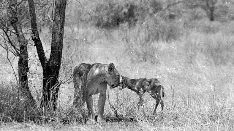 母狮捕获一只小羚羊却不忍吃,母狮和刚出生的小羚羊