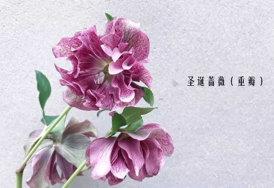 花店里同款的两种不同价格的花材,花店最容易被顾客误解的几种花材