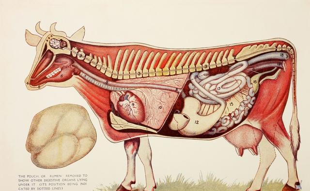 国外牛身上为什么要开洞,牛肚子上开洞放气牛不感染吗
