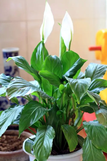 从各个角度解析“一帆风顺”的生长历程