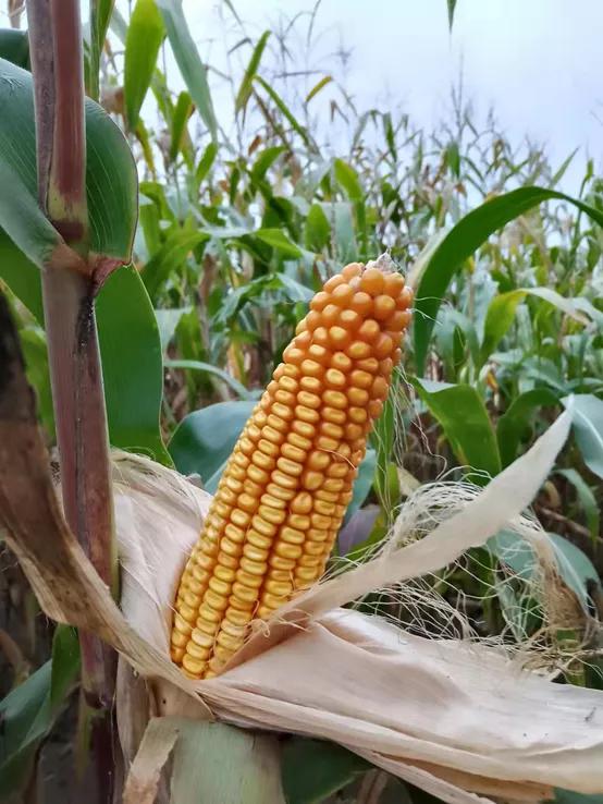 鹤岗市区清晨六点钟,鹤岗5路车几点发车