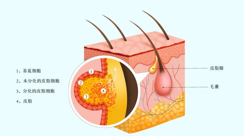 油皮夏季护肤美白精华,混油皮美白抗老夏季怎么搭配使用