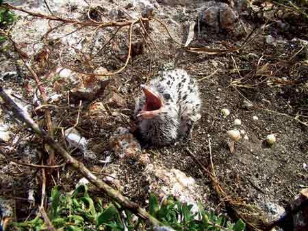 从雏鸟长到成年要多长时间,刚出壳的幼鸟大鸟怎么喂养幼鸟
