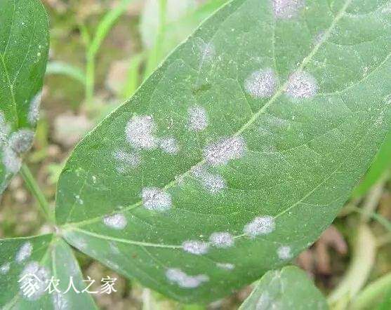 每日一课100个常识,真菌感染必备知识