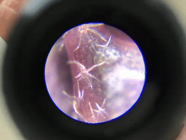 能放大1万亿倍的显微镜,只有一个长筒目镜的显微镜