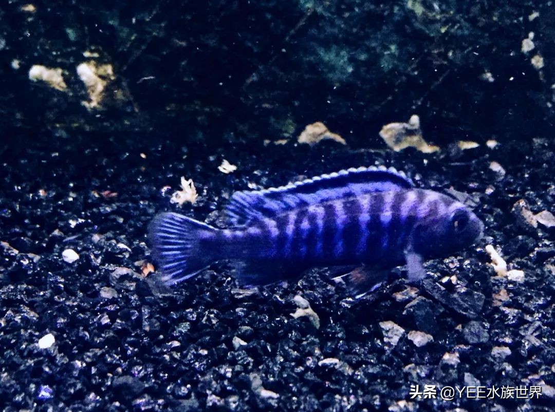 慈鲷太凶不想养了,养慈鲷注意事项