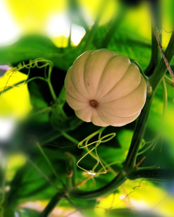 扫落叶的诗句,扫落叶优美诗句