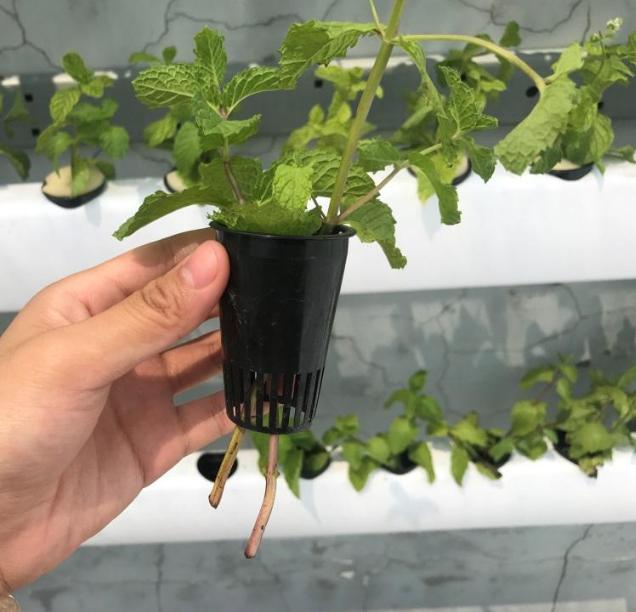 薄荷扦插生根最快方法,薄荷的正确扦插方法图