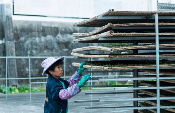 建阳白茶哪个品种最有名,建阳白茶简介资料
